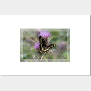 Swallowtail Butterfly on Thistle Posters and Art